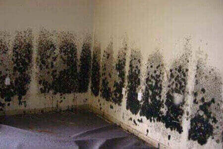 Gljivice (budj, buđ) na zidovima